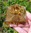 Orgonite piramide Tijgeroog (met Tree of Life) 70-75